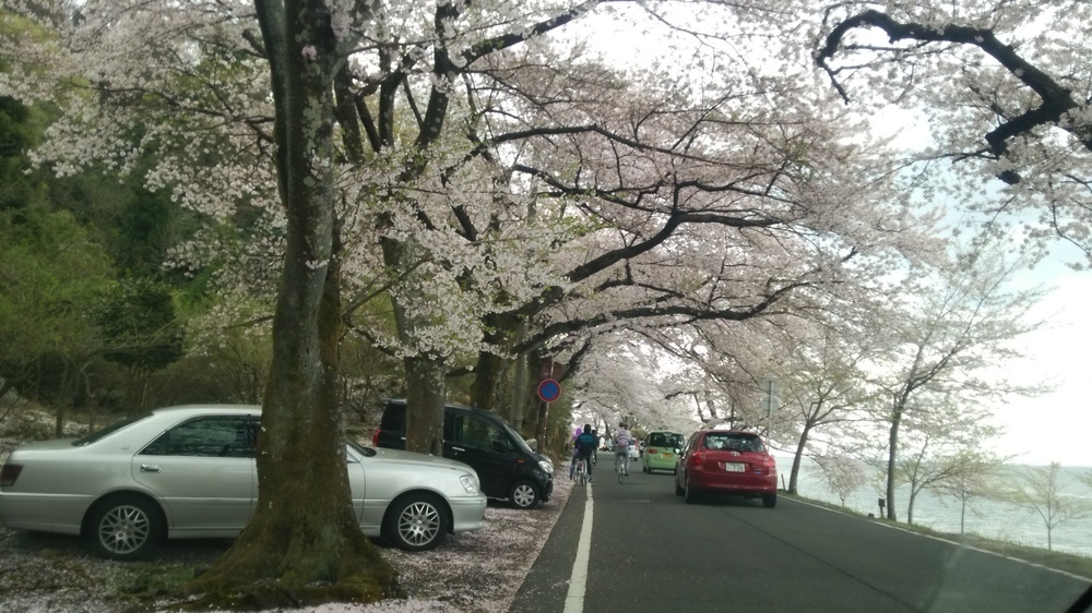 海津大崎と奥琵琶湖パークウェイで桜のお花見ドライブ にじいろの風